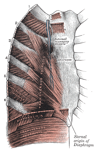 Diaphragm muscle, thoracic surface (Gray's Anatomy, 1918)