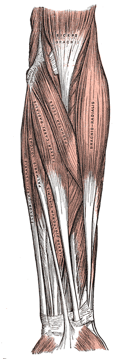 Superficial forearm flexor muscles and common flexor tendon (Gray's Anatomy, 1918)