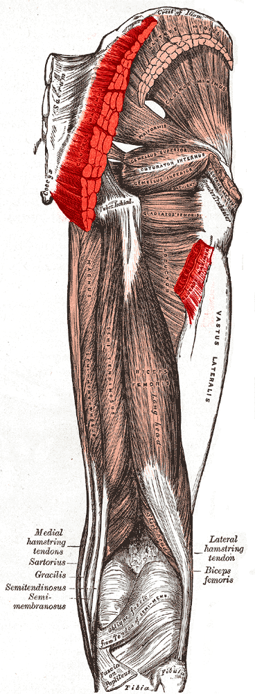 Gluteus maximus muscle highlighted, posterior view