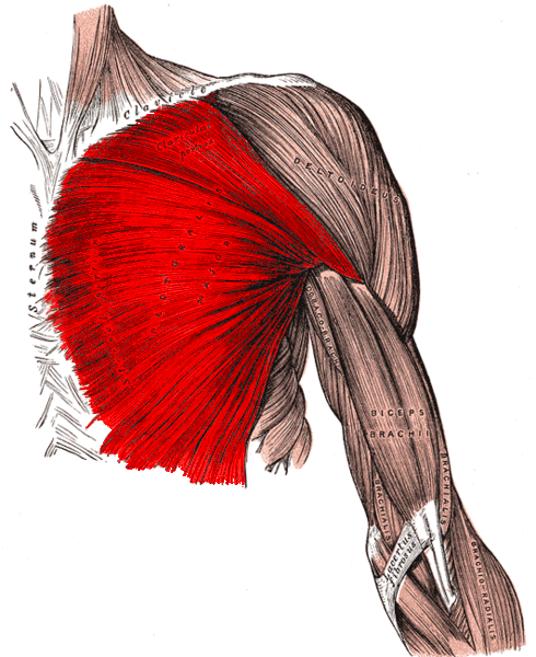 Pectoralis major muscle, anterior view (Gray's Anatomy, 1918)