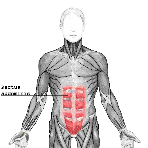 Rectus abdominis muscle, anterior view
